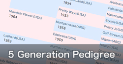 5 Generation Pedigree